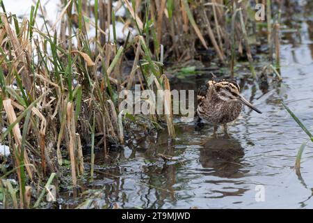 Wintering Jack Snipe, Lymnocryptes minimus, in small ditch with water during cold spell in the Netherlands. Stock Photo