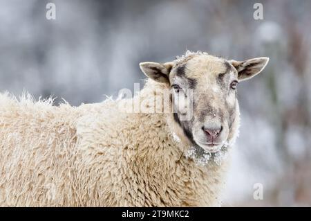 Domestic sheep close-up portrait on the winter pasture covered by snow. Livestock on small farm in Czech republic countryside. Stock Photo