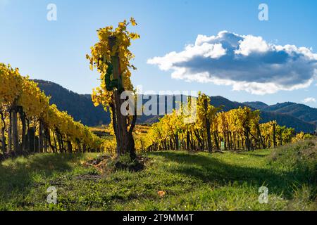 Vine yards in Wachau at fall Stock Photo