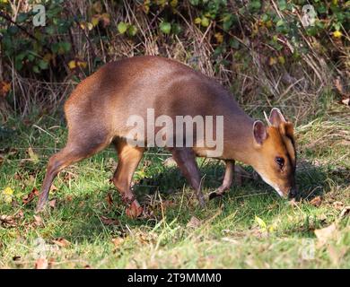 Muntjac buck (Muntiacus reevesi) in the Cotswold Hills Gloucestershire UK Stock Photo