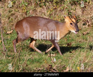 Muntjac buck (Muntiacus reevesi) in the Cotswold Hills Gloucestershire UK Stock Photo