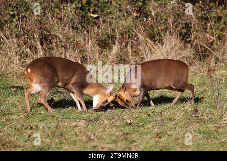 Muntjac buck (Muntiacus reevesi) in the Cotswold Hills Gloucestershire UK Stock Photo