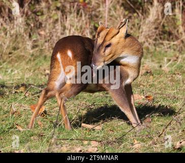 Muntjac buck (Muntiacus reevesi) in the Cotswold Hills Gloucestershire UK Stock Photo