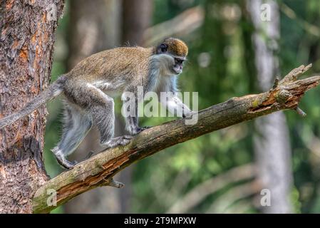 Green Monkey - Chlorocebus aethiops, beautiful popular monkey from West African bushes and forests, Ethiopia. Stock Photo