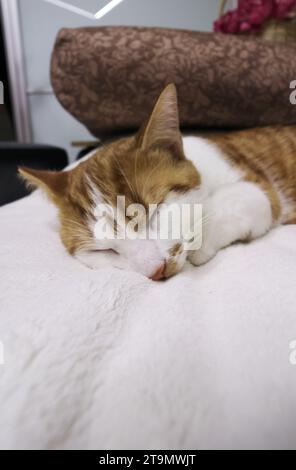 A ginger kitten sleeps on the sofa. Close-up. Stock Photo