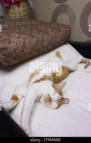 A ginger kitten sleeps on the sofa. Lying on his back. He stretched out his paws. Stock Photo