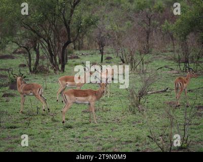 so called bachelor group of male impalas (aepyceros melampus) in the Kruger National Park near Skukuza, South Africa. Stock Photo