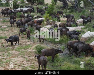 Herd of cape buffalo (syncerus caffer) looking for food in a riverbed in the Kruger national park near Skukuza, South Africa Stock Photo