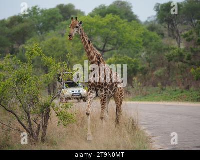 Large giraffe crossing the road in the Kruger national park near Skukuza, South Africa, with safari vehicle in the distance Stock Photo