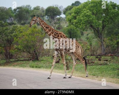 Large giraffe with many birds on his body crossing the road in the Kruger national park near Skukuza, South Africa Stock Photo