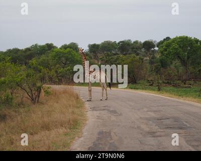 Large giraffe crossing the road in the Kruger national park near Skukuza, South Africa Stock Photo