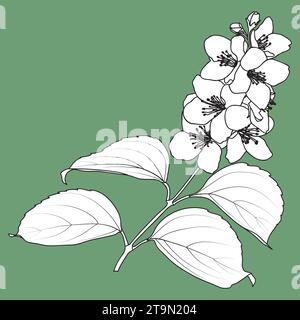 Blooming Philadelphus virginal or jasmine twig, botanical black and white vector illustration. Jasmine flowers and leaves outline and silhouette. Stock Vector
