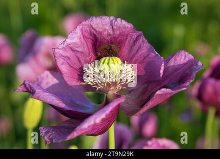Detail of opium poppy flower, in latin papaver somniferum, dark purple colored flowering poppy is grown in Czech Republic for food industry Stock Photo