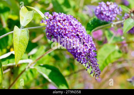 Buddleia or Butterfly-bush (buddleja davidii), close up of a single large drooping flowerhead showing a multitude of purple flowers. Stock Photo