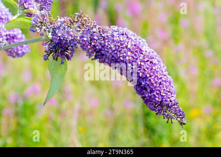 Buddleia or Butterfly-bush (buddleja davidii), close up of a single large drooping flowerhead showing a multitude of purple flowers. Stock Photo