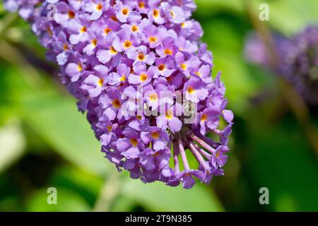 Buddleia or Butterfly-bush (buddleja davidii), close up of the tip of a single large drooping flowerhead showing the purple flowers in detail. Stock Photo