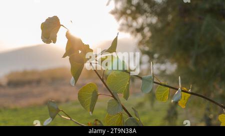 Thick sap on the trunk of an apricot tree،، Purple branches and sunlight Stock Photo