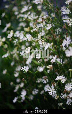 Silene Capensis 'Xhosa' [Syn. Silene undulata] - African Dream Root ...
