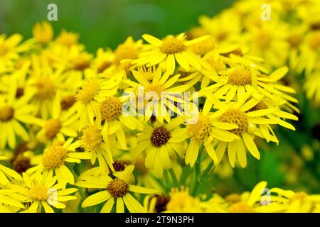 Common Ragwort (senecio jacobaea), close up showing the mass of yellow flowers the common grassland plant produces during the summer. Stock Photo