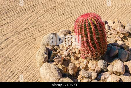 Red Mexican Fire Barrel Cactus surrounded by rocks in a landscaped desert yard in Joshua Tree, California. Stock Photo