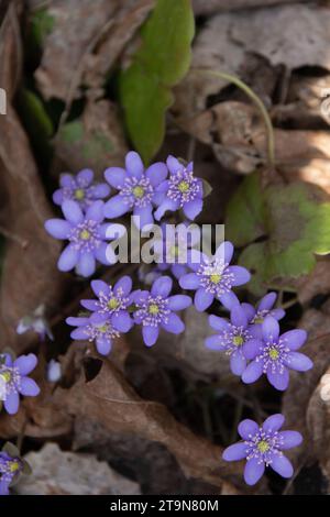 herb, blue flower, blooming, photo, springtime, spring, blossom, background, seasonal, botanical, blossoming, wildflowers, hepatica nobilis, flora, fl Stock Photo