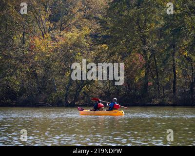 A senior man and senior woman kayaking in a bright yellow kayak with red paddles in autumn. The couple is photographed on the Chattahoochee River in A Stock Photo