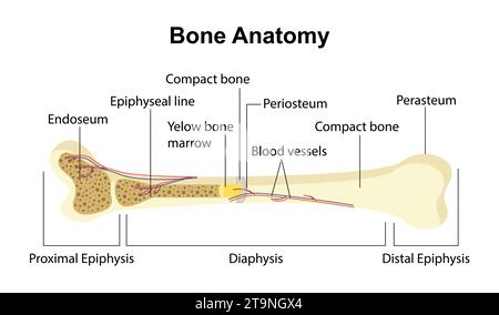 Bone anatomy vector concept Stock Vector
