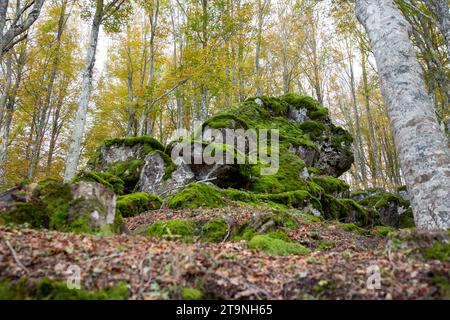 A set of moss-covered rocks in the shape of an animal (Pareidolia), among the trees in autumn colors, Monte Amiata, Tuscany, Italy Stock Photo