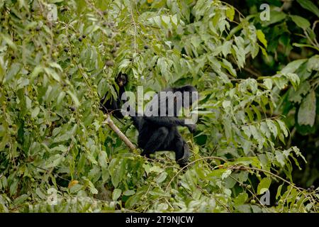 Black Spyder Monkey with Cub, Manu NP, Madre de Dios, Peru Stock Photo