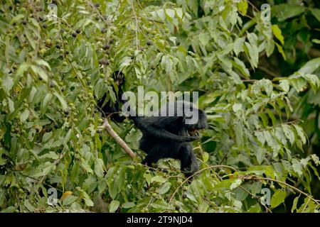Black Spyder Monkey with Cub, Manu NP, Madre de Dios, Peru Stock Photo