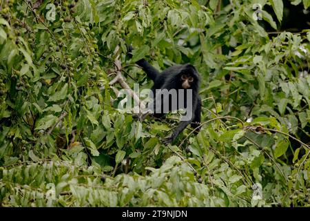 Black Spyder Monkey, Manu NP, Madre de Dios, Peru Stock Photo