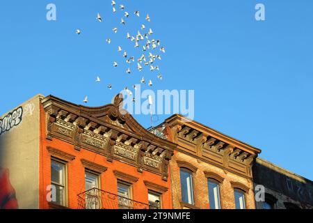 A flock of pigeons circle over New York City tenement buildings in a hobby and sport called pigeon whispering Stock Photo