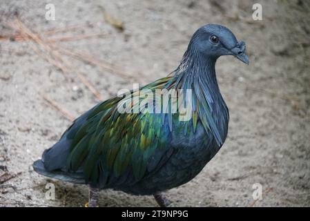 Close up of a beautiful Nicobar Pigeon walking on the ground Stock Photo