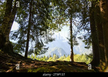 A breathtaking view through dark forest trees to a mountain range in the in the distance Stock Photo