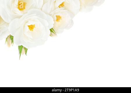 White roses and buds in the corner isolated on the white background. Floral greeting card or invitation. Stock Photo