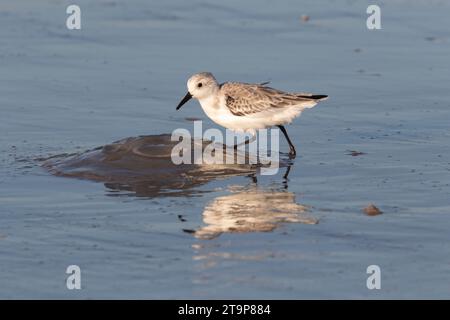 Sanderling In Winter Plumage Feeding on Beach, Galveston, Texas Stock Photo