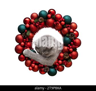 British cat peeks out of a Christmas wreath and looks down isolated on a white background. New Year greeting card. Cute cat and Christmas decor. Stock Photo