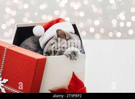 Scottish cat in Santa hat is hiding in Christmas gift box with copy space. New Year card with cat in a gift box on a light background. Stock Photo