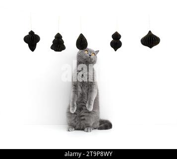 British cat looks at paper Christmas toys isolated on a white background. A curious gray cat and festive New Year decorations. Copy space. Stock Photo