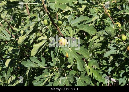 figs growing on fig tree branches with green leaves Stock Photo