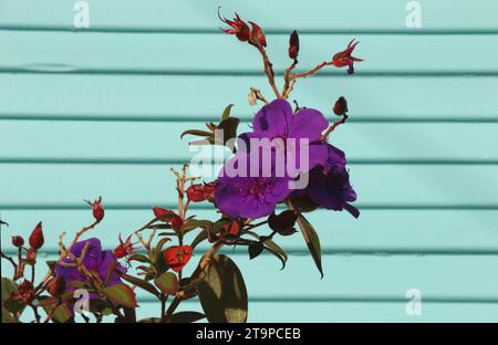 Beautiful purple clematis flower blooming against a teal colored wooden wall. Stock Photo