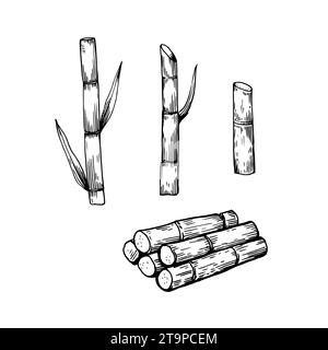 Sugar cane plants. Stems and leaves. Hand-drawn illustration in engraving retro style. Set of isolated vector design elements Stock Vector