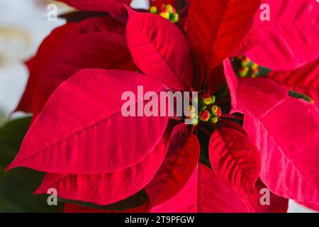 Red Poinsettia flower, Euphorbia Pulcherrima, or Nochebuena. Christmas Star flower close-up from above Stock Photo