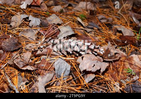 Pine cone laying on the ground in the forest. Quebec,Canada Stock Photo