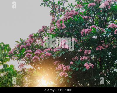 Plumeria Rubra known as Red Frangipani, Paucipan, Jasmine, or Temple Tree with sunlight leak. Tropical plantation. Stock Photo