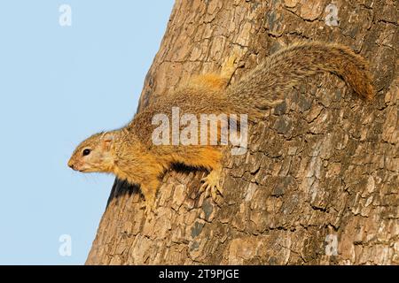 Tree squirrel (Paraxerus cepapi) sitting in a tree, Kruger National Park, South Africa Stock Photo