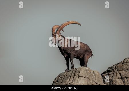 mountain goat on the rock, dark and moody scenery Stock Photo