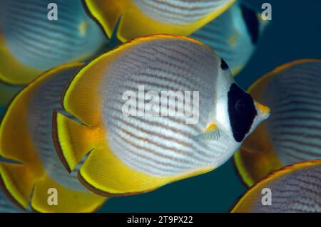 School of Panda Butterflyfish, Chaetodon adiergastos, Coral Garden dive site, Seraya, Karangasem, Bali, Indonesia Stock Photo