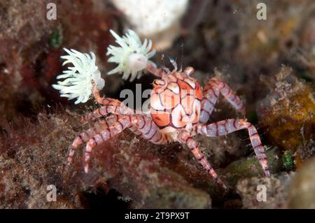Pom-pom Crab, Lybia tesselata, with eggs holding Anemones, Triactis producta, in modified chelae for protection, night dive, Seraya Beach Resort house Stock Photo