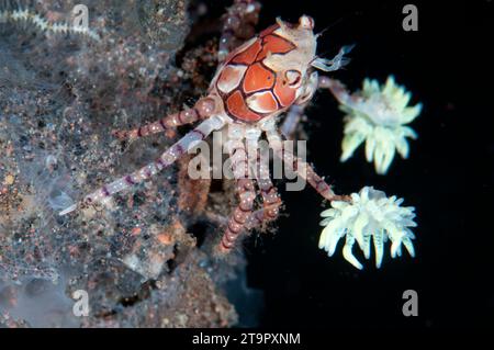 Pom-pom Crab, Lybia tesselata, with eggs holding Anemones, Triactis producta, in modified chelae for protection, night dive, Seraya Beach Resort house Stock Photo